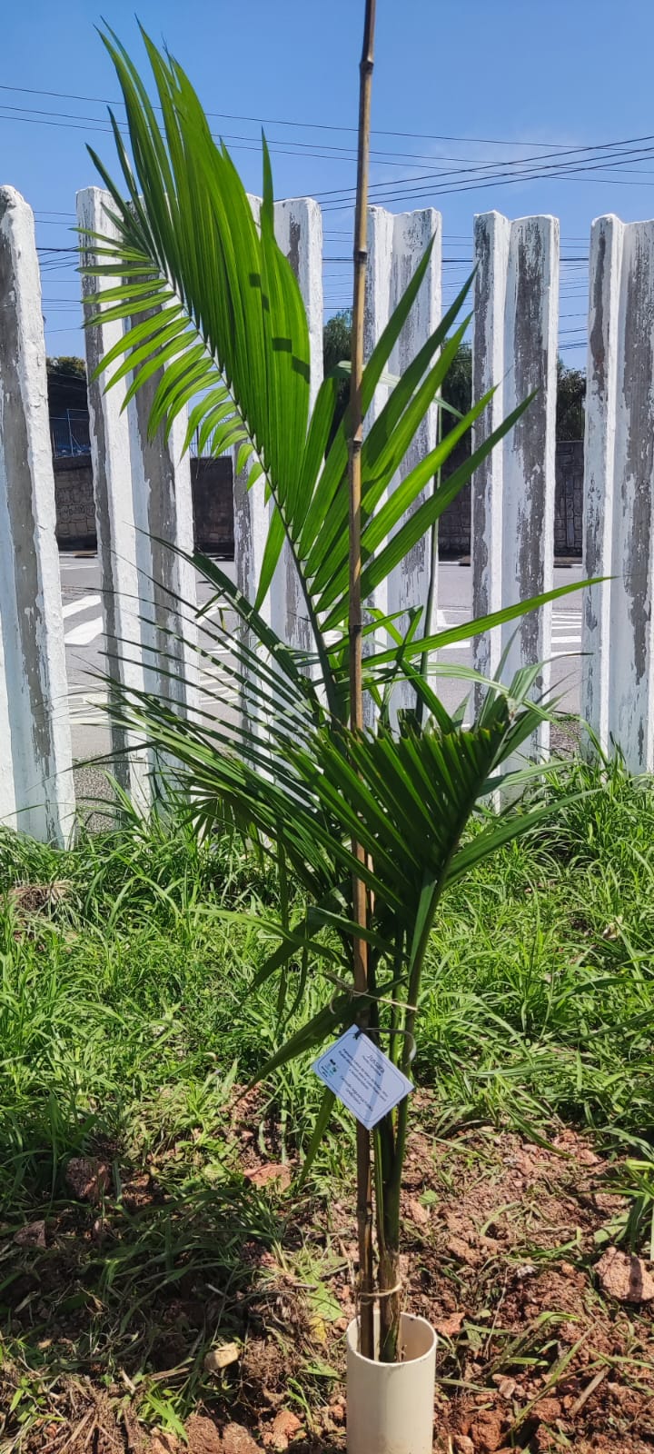 Muda plantada durante a ação ambiental realizada na FITO