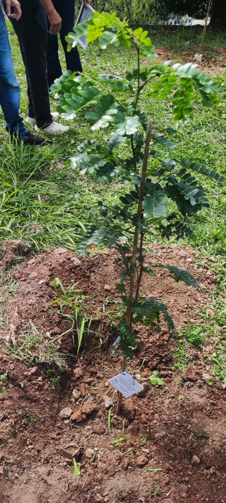 Muda plantada durante a implantação da Floresta Urbana na FITO