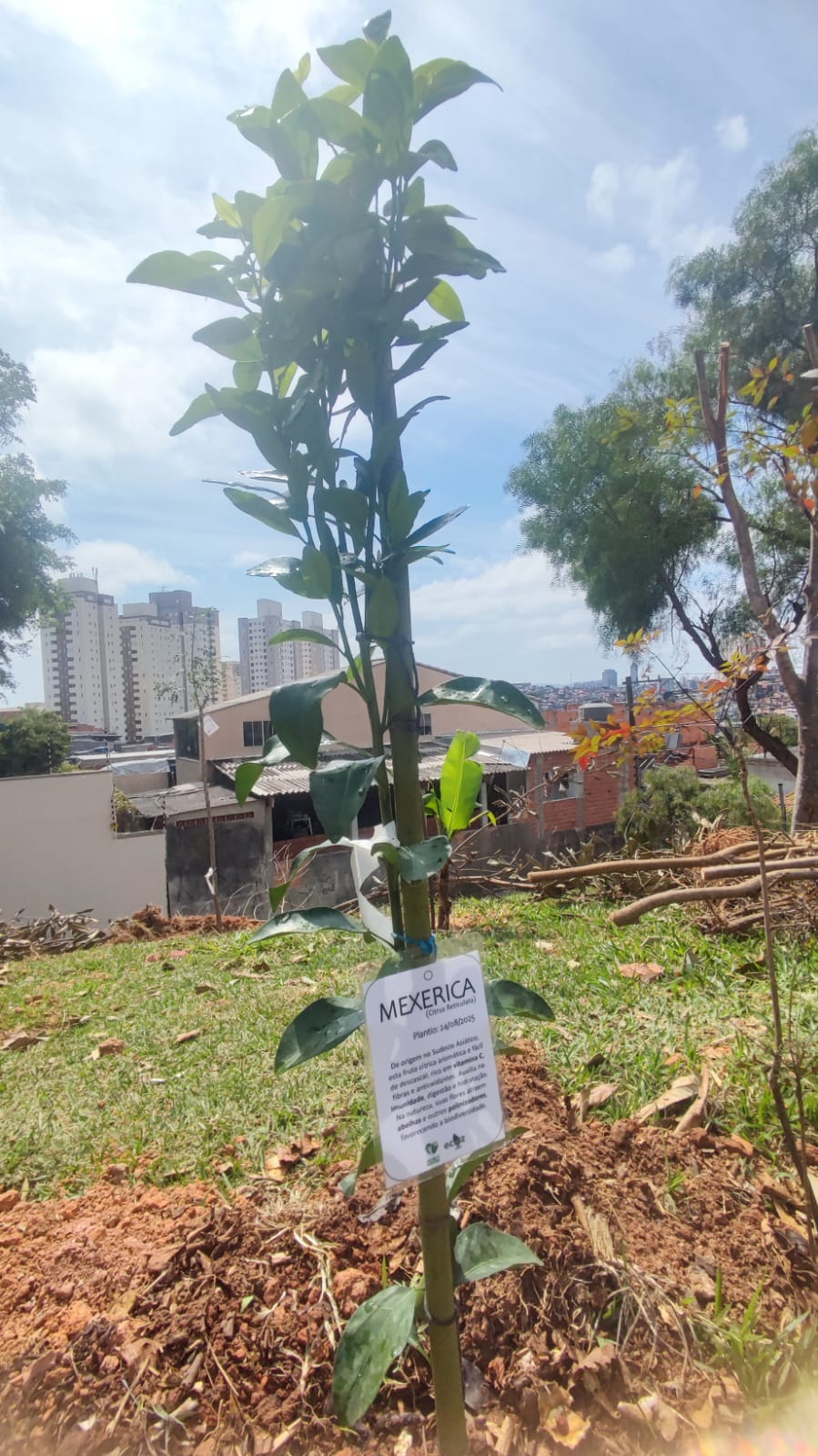 Plantio coletivo