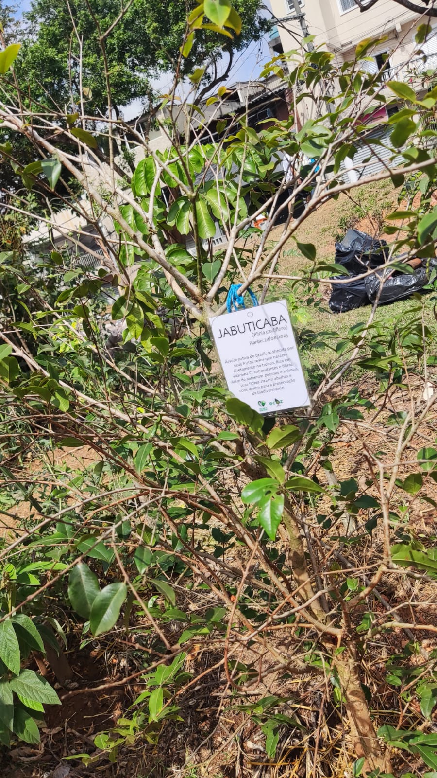 Muda identificada