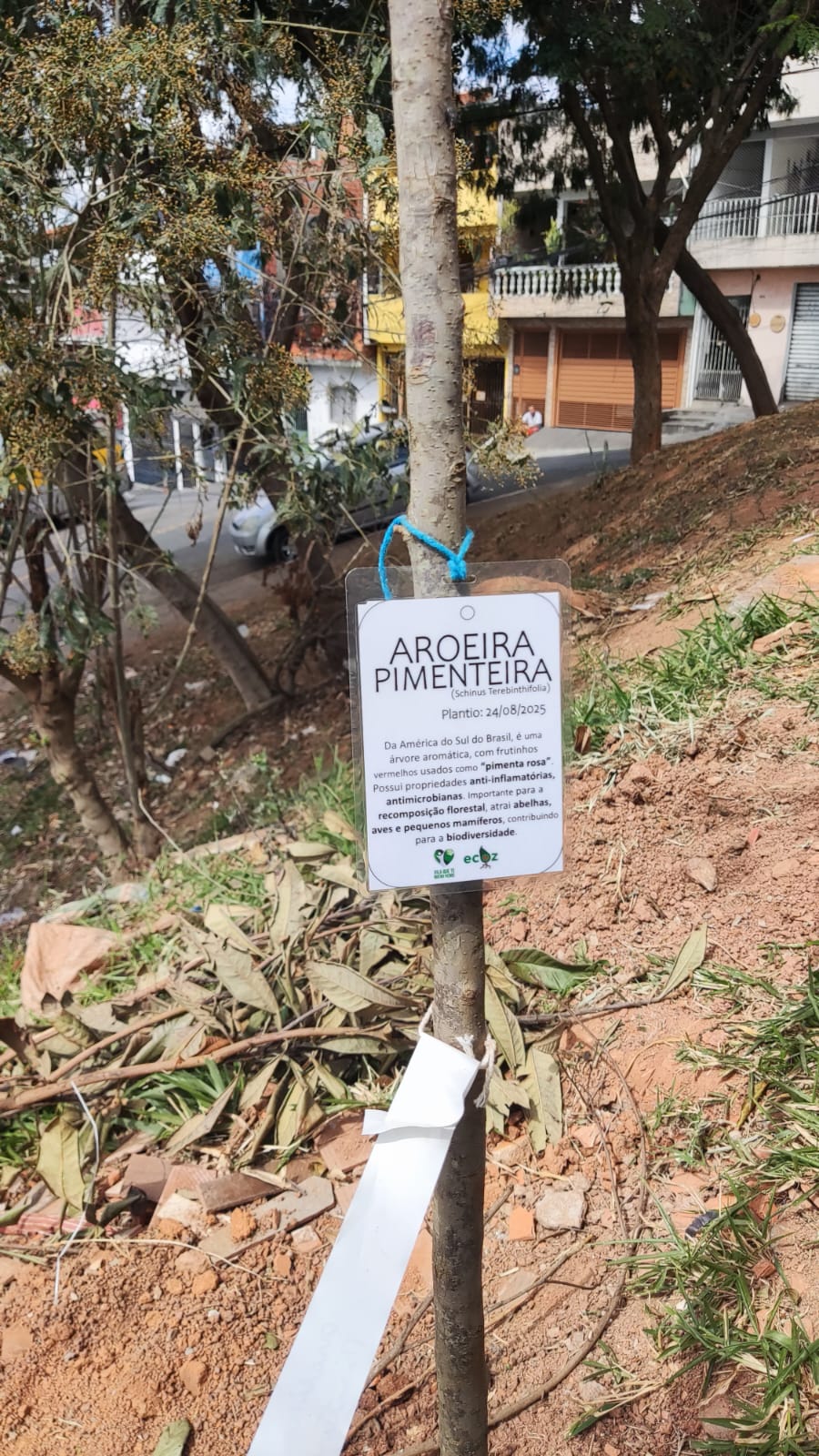 Plantio de árvore